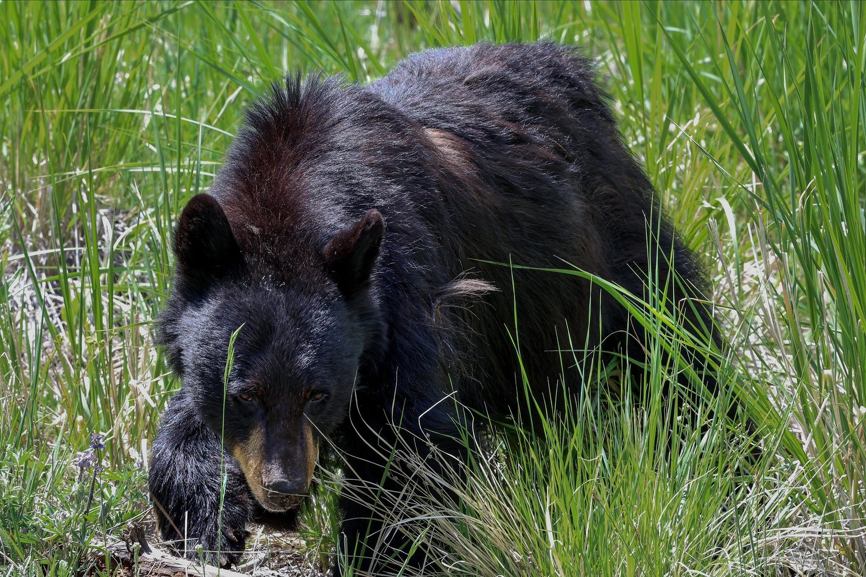 Black bear in the wild