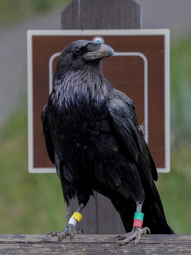 Banded raven perched on a wooden rail in front of a park sign