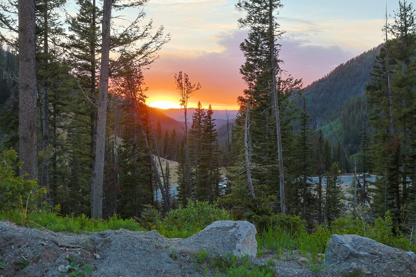 Sunset glowing through a Montana pine forest
