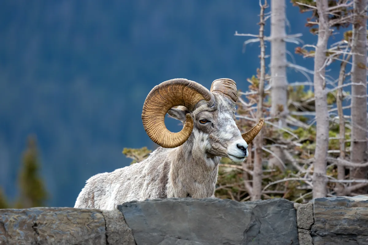 Bighorn ram resting on a stone wall