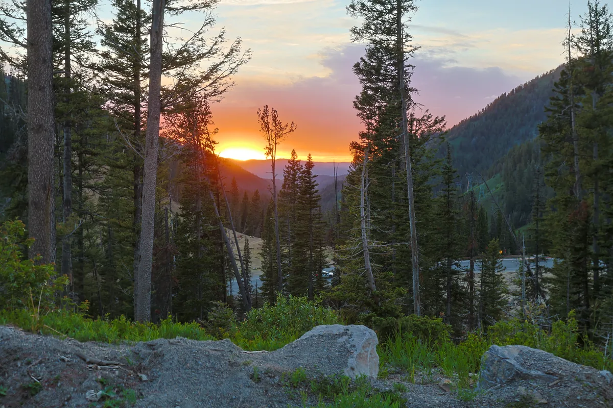 Orange sunset glowing through a mountain pine forest