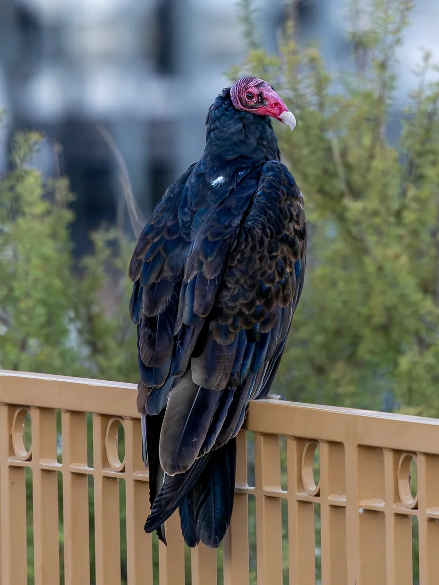 Turkey vulture perched on a railing, red head in profile