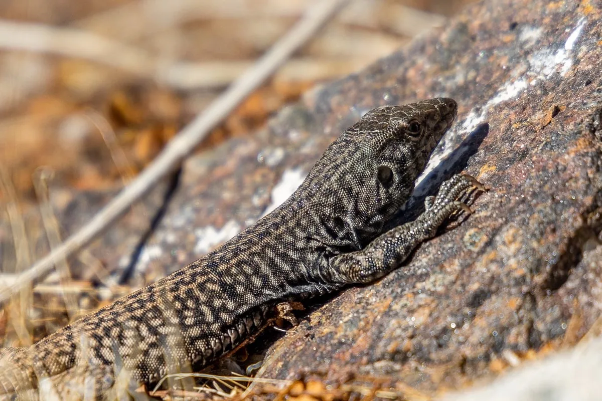 Spotted lizard basking on a sunlit rock