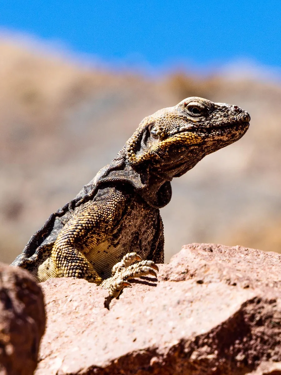 Chuckwalla lizard on a red rock under a blue sky
